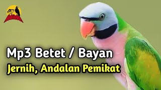 Download lagu Suara Pikat Betet Paling Jitu, Sekali Putar Bayan L!ar langsung Turun mp3