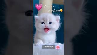 Download lagu You’re my honeybunch💗😘 cute kitty🐱❤️#shorts #cutecat #meowing #funnyshorts #enjoy #themagicallife mp3 Download lagu You’re my honeybunch💗😘 cute kitty🐱❤️#shorts #cutecat #meowing #funnyshorts #enjoy #themagicallife mp3