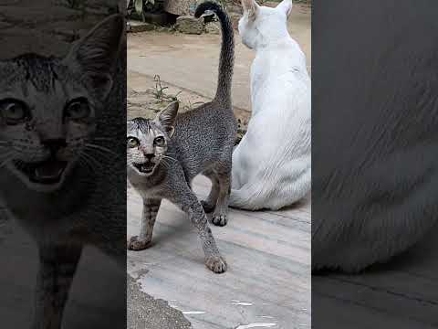 A beautiful moment with the cat and her baby #cuteanimals # #lovelypets #shortsfeed #shorts