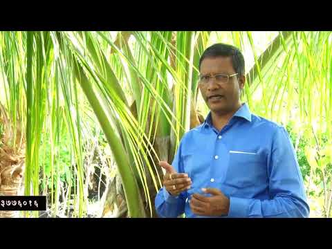 Outdoor Coconut Plant