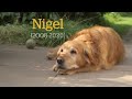 Monty S Tribute To Nigel 2020