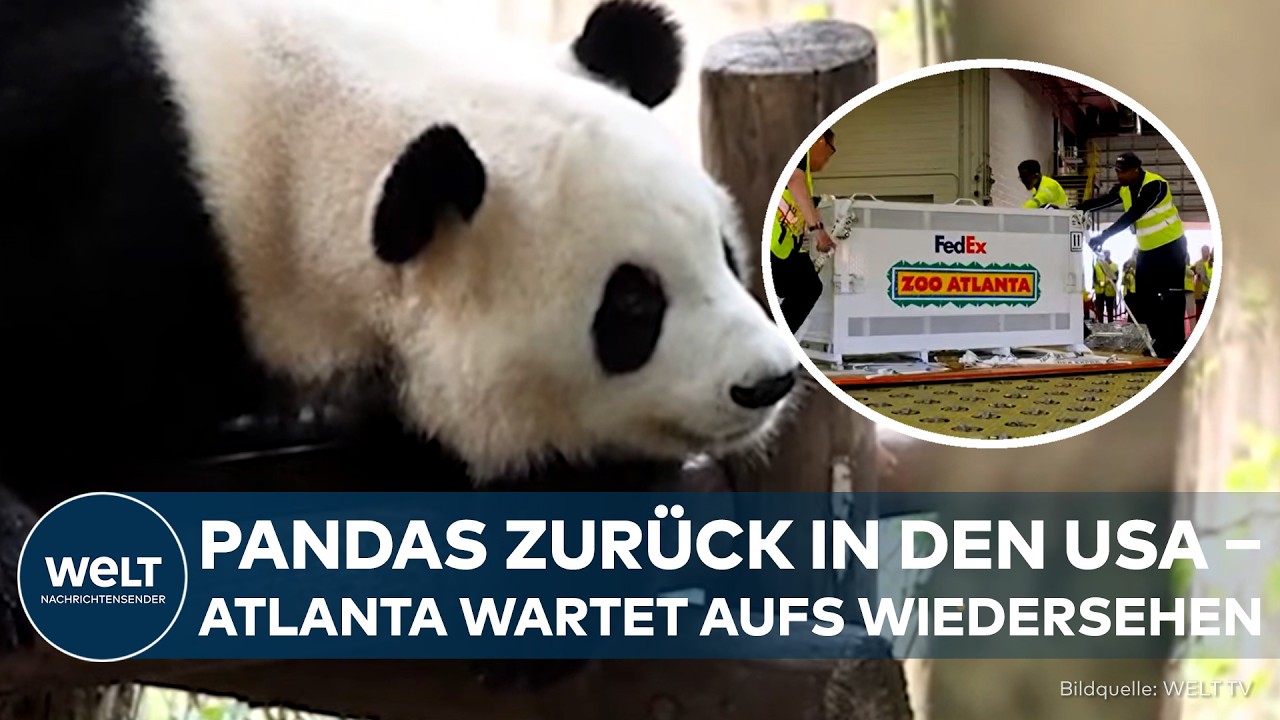 USA: Panda-Comeback in Atlanta – Ping Ping und Fu Shuang sind da, doch Fans müssen weiter warten