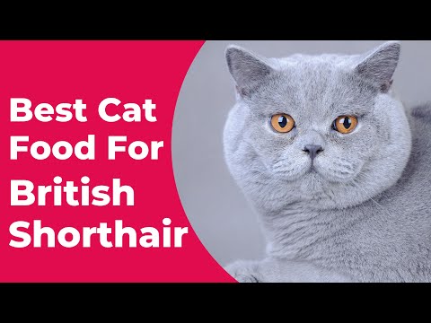 Best Cat Food for British Shorthair: The Top 5 Picks