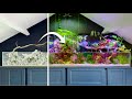 600 Days Inside My Saltwater Paludarium (Compilation)