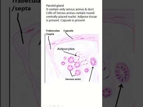 Mastering Parotid Gland Histology Slide Identifying Points @lecturiomedical #histology #shorts