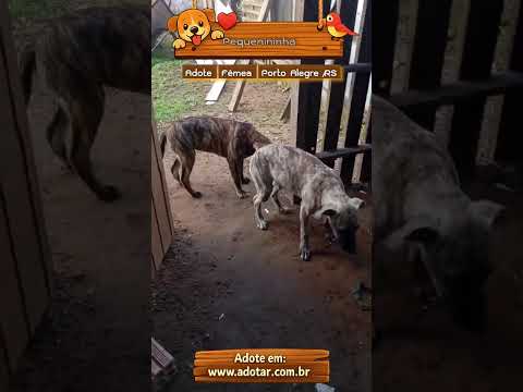 Vídeo de Pequenininha