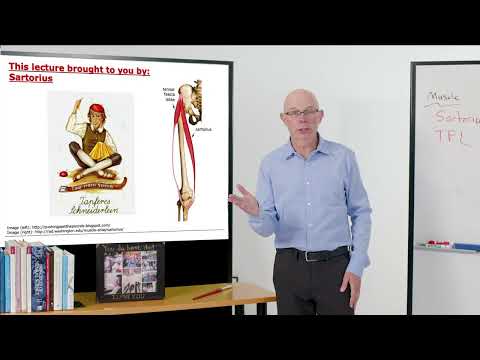 Biomechanics of Movement | Muscle of the Day: Sartorius