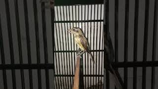 Download lagu Tengkek Buto KW (Cendet Macan) gacorrr🔥 #masteranmuraibatu #kicaumanianusantara #cendetmacan#cendet mp3 Download lagu Tengkek Buto KW (Cendet Macan) gacorrr🔥 #masteranmuraibatu #kicaumanianusantara #cendetmacan#cendet mp3