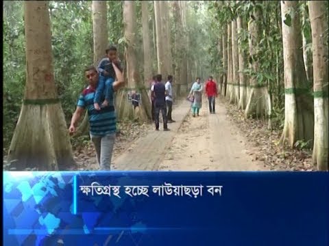 জনসচেতনতার অভাবে প্রতিনিয়ত ক্ষতিগ্রস্থ হচ্ছে বন্যপ্রাণীদের অভয়ারণ্য | ETV News