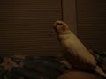 bird singing italian national anthem