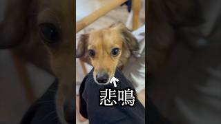 膀胱炎になってから悲鳴が止まらない！