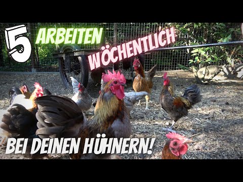 , title : 'Hühner Tipp 20 - 5 Wöchentliche Arbeiten bei deinen Hühnern im Hühnerstall und Gehege'