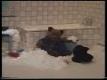 Paddington På Dansk