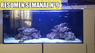 ✅Resumen semanal Nº9 (FUTURAS SORPRESAS)