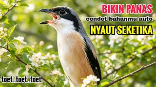 Download lagu toet toet suara cendet gacor PAGI SIANG SORE sangat efektif buat Pancingan cendet diam agr cpt bunyi mp3 Download lagu toet toet suara cendet gacor PAGI SIANG SORE sangat efektif buat Pancingan cendet diam agr cpt bunyi mp3