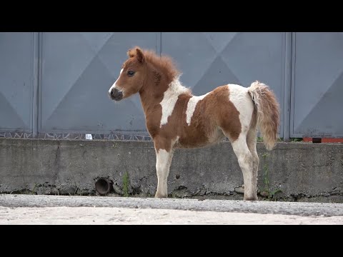 Poneii lui Calinut de la Vidra, Alba - 2020 Nou!!!