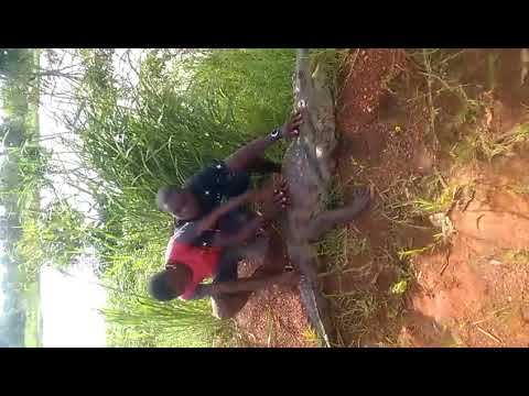 CROCODILE INOFFENSIVE A AVE DAKPA GHANA VOLTA REGION