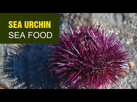 Preparing Sea Urchin Uni with sweet potato chips and wasabi