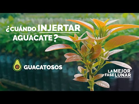 ¿Cuál es la MEJOR fase LUNAR para injertar AGUACATE?