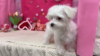 マルチーズの動画02