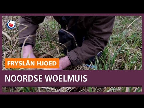 REPO: Het gaat slecht met de Noordse woelmuis, volgens onderzoek