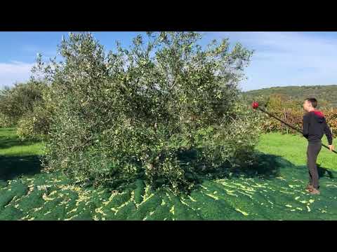 Agrotechnic X.QUATTRO SUPERVELOCE tresač maslina