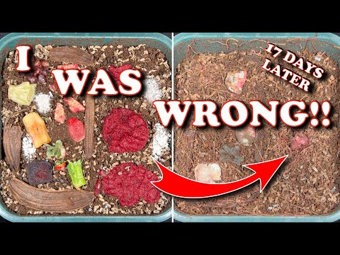 Blended vs Whole Food Scraps In A Worm Bin | Vermicompost Worm Farm