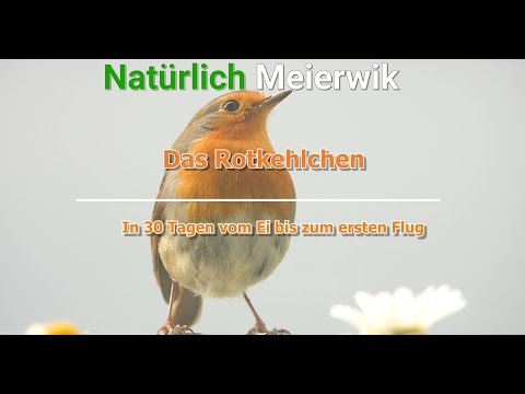 Das Rotkehlchen - in 30 Tagen vom Ei bis zum ersten Flug