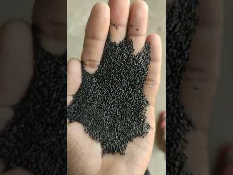 Basil Organic Seed