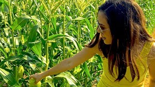 Fields of Gold: How Sweet Corn Pollination REALLY Works