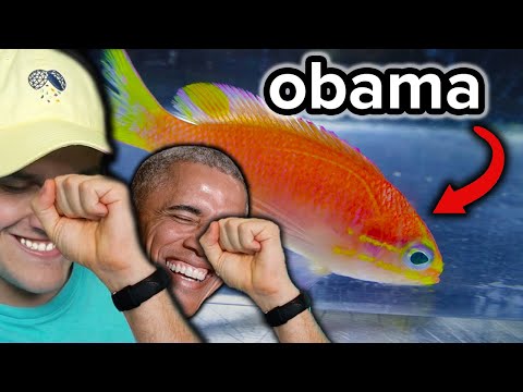bruh, they named this fish "OBAMA"