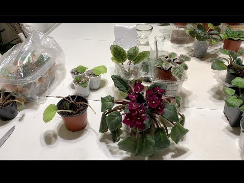 Part1: These Methods Will Help You Save Your African Violets After Overwatering