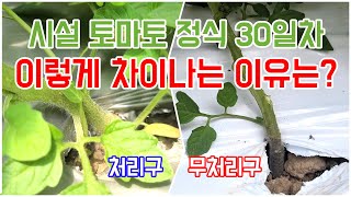 폭염 고온기, 같은 시설하우스 내 토마토 생육상태 차이!! 토마토에 보약을 주다.