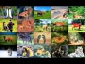 Man Gave Names To All The Animals Jason Mraz Version