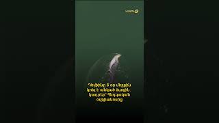 Դելֆինը 6 օր մեջքին կրել է անկած ձագին․ կադրեր՝ Հնդկական օվկիանոսից