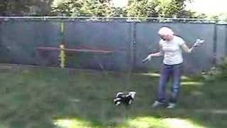 DOG ACTORS - CHIHUAHUA ACTORS - HATTY DEMO FOR HOST