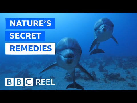 Studying Dolphins May Be Key to Advancing Medicine