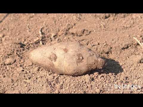 Heintges - Sicher durch die Jägerprüfung - Anlage einer Wildäsungsfläche