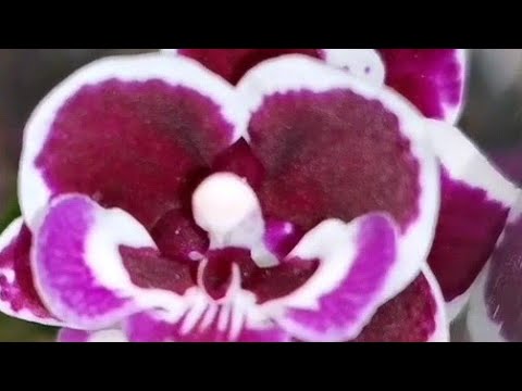 В Леруа за ОРХИДЕЕЙ:впервые после ПЕРЕРЫВА 😃ТЦ "Космопорт", Самара, ул. Дыбенко, 30.