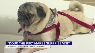 Doug the Pug makes surprise visit at BNA