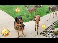 I Dare You Not To LAUGH At These FUNNY DOGS Best Funny Animals Videos 2025 53