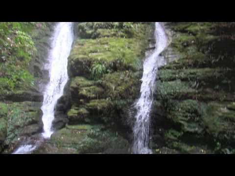 The Dolphin Song - Waves