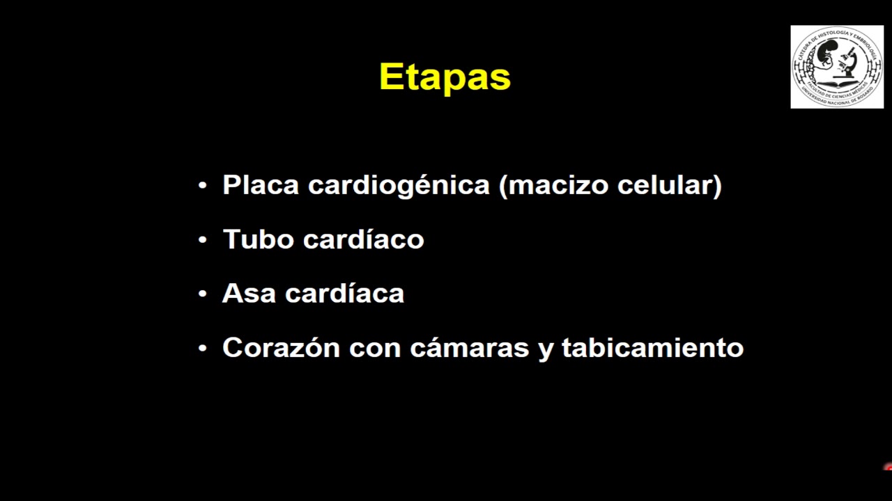 2º año TyTL: Embriología de corazón - Prof Stella Maris Roma