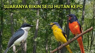 Download lagu Suara pikat mantenan gunung kombinasi jingjing batu ribut ampuh mendatangkan burung liar. mp3 Download lagu Suara pikat mantenan gunung kombinasi jingjing batu ribut ampuh mendatangkan burung liar. mp3