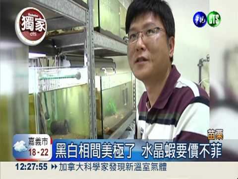 "蝦"米? "黑白郎君"身價15萬!