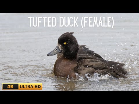 Tufted Duck samica (Aythya fuligula) WWT Slimbridge