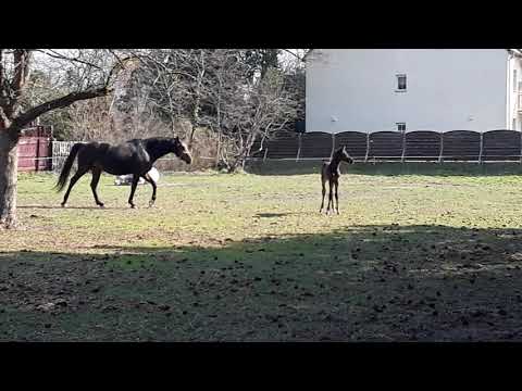 Fohlen von Maracana aus einer Quaterbackmutter