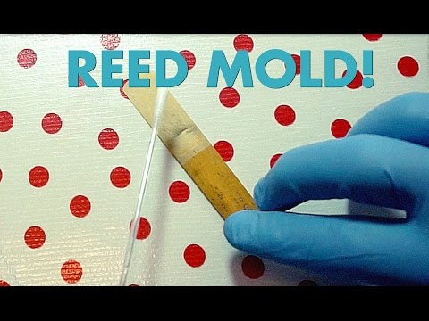 Reed Mold: It's real! It's disgusting! (It's curable!)