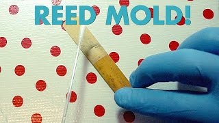 Reed Mold: It's real! It's disgusting! (It's curable!)