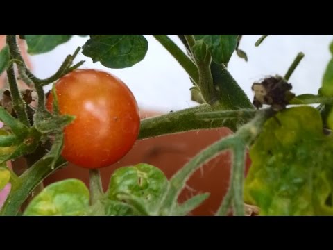 , title : 'Jak uprawiać pomidory, paprykę, poziomki, zioła i owoce na balkonie? Prawda czy mit?'